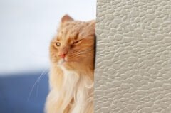 Tink 3D Kendinden Yapışkanlı Akustik Keçe Panel Leopar Desenli 52x97 cm Ekru - 2 Adet (1 m²)